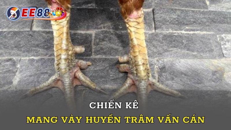 Chiến kê mang vảy Huyền Trâm Vấn Cán