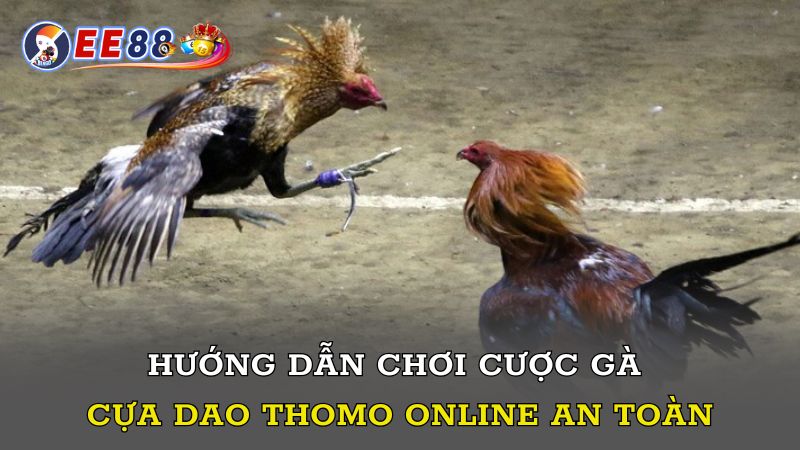 Hướng dẫn chơi cược gà Thomo cựa dao