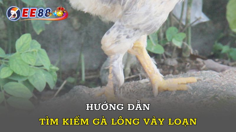 Hướng dẫn tìm kiếm gà lông vảy loạn