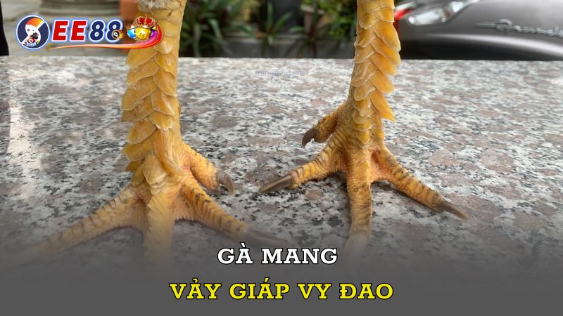 Gà mang vảy Giáp Vy Đao