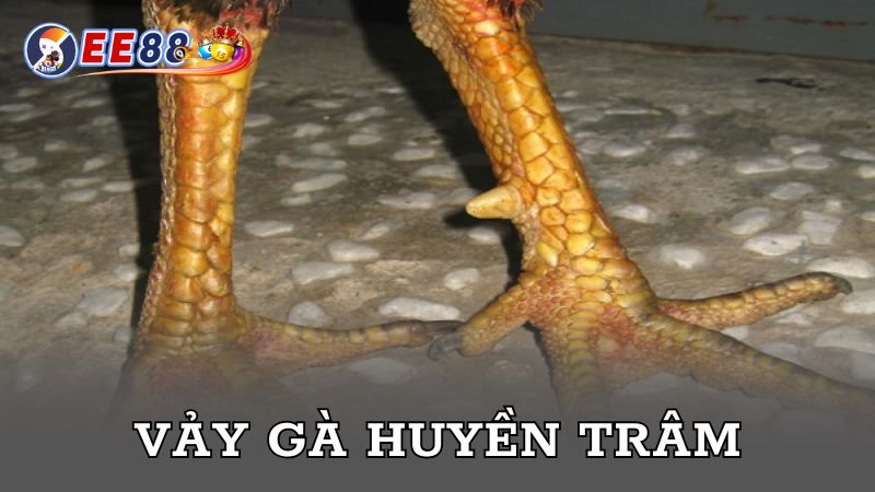 Vảy gà Huyền Trâm cực phẩm